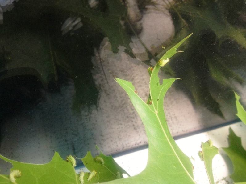 The first molt is complete