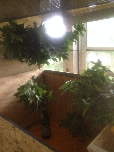 The Mothery 02-The pitter-patter of falling poop