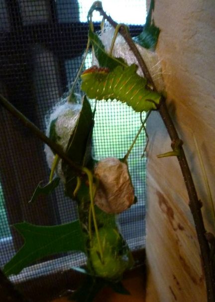 First cocoons today