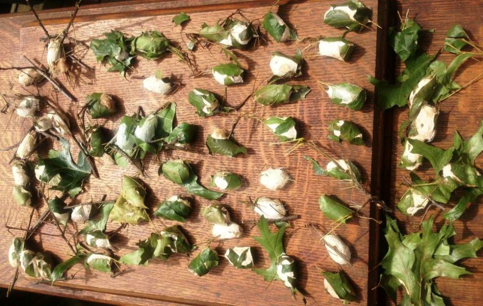 *Insert Lullaby Music*