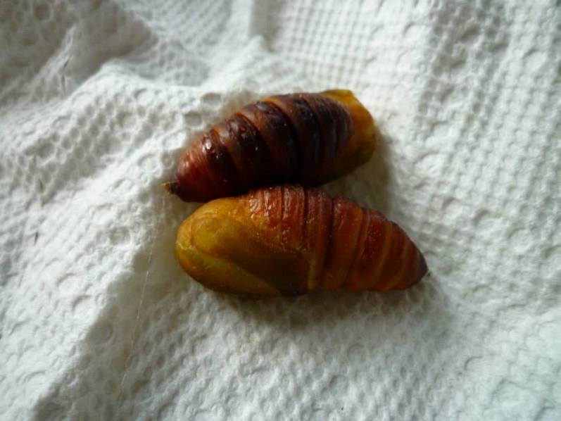 These two are kind of curious