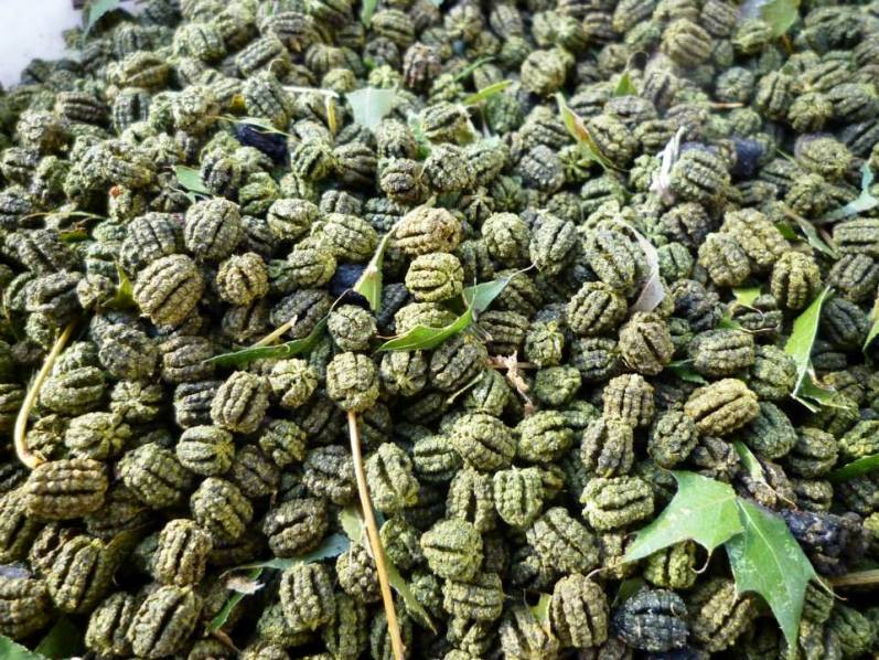 Poop of the 5th Instar