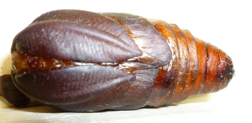 Antennae in Pupae Detail