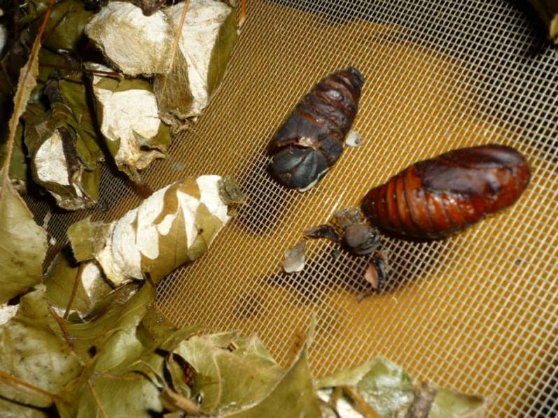 Some have still not hatched.