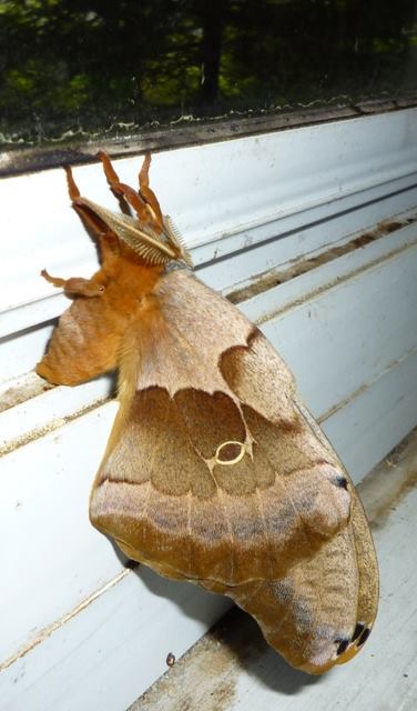 Flash Forward: The Following June Flash Forward: The Following June