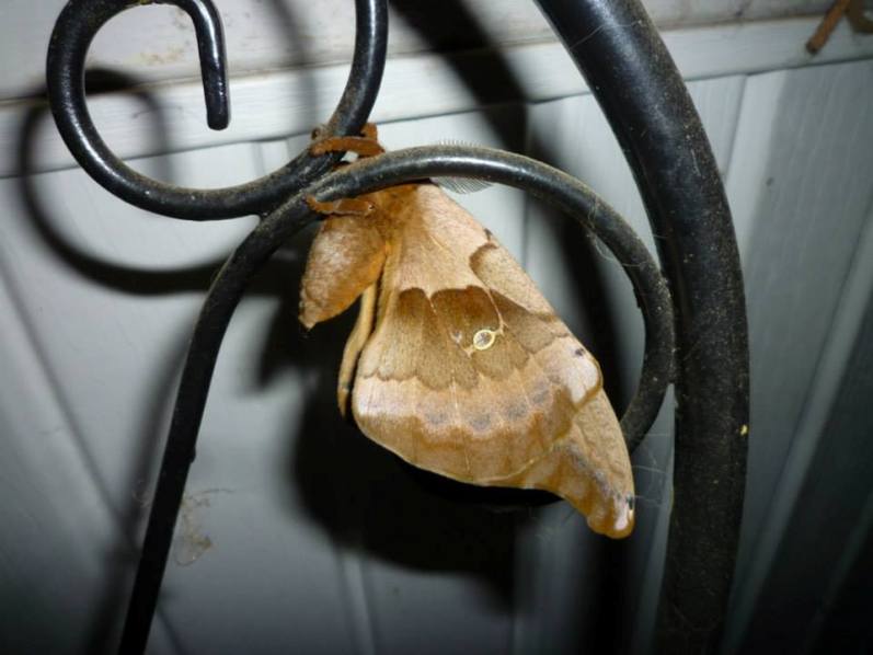 This is a Tree, Right?