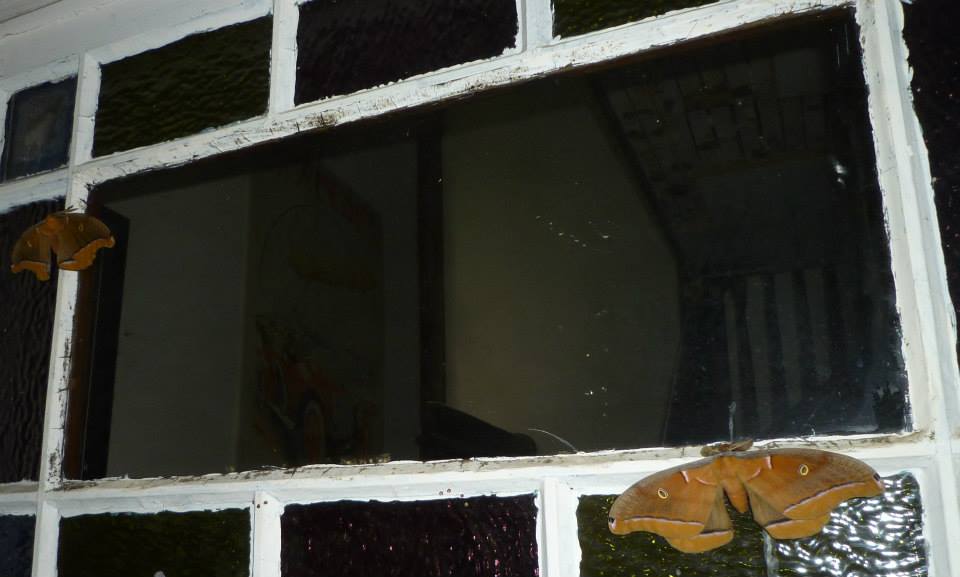 They’re Baaaaaaack!