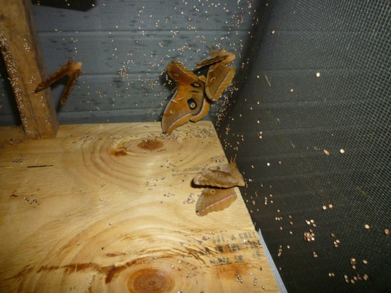 And now the Inevitable