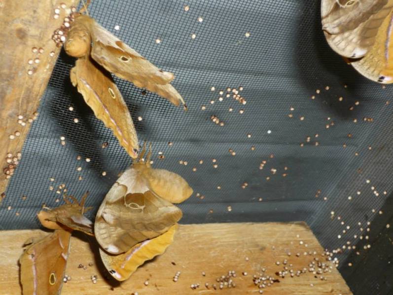 Big Trouble, Y’all